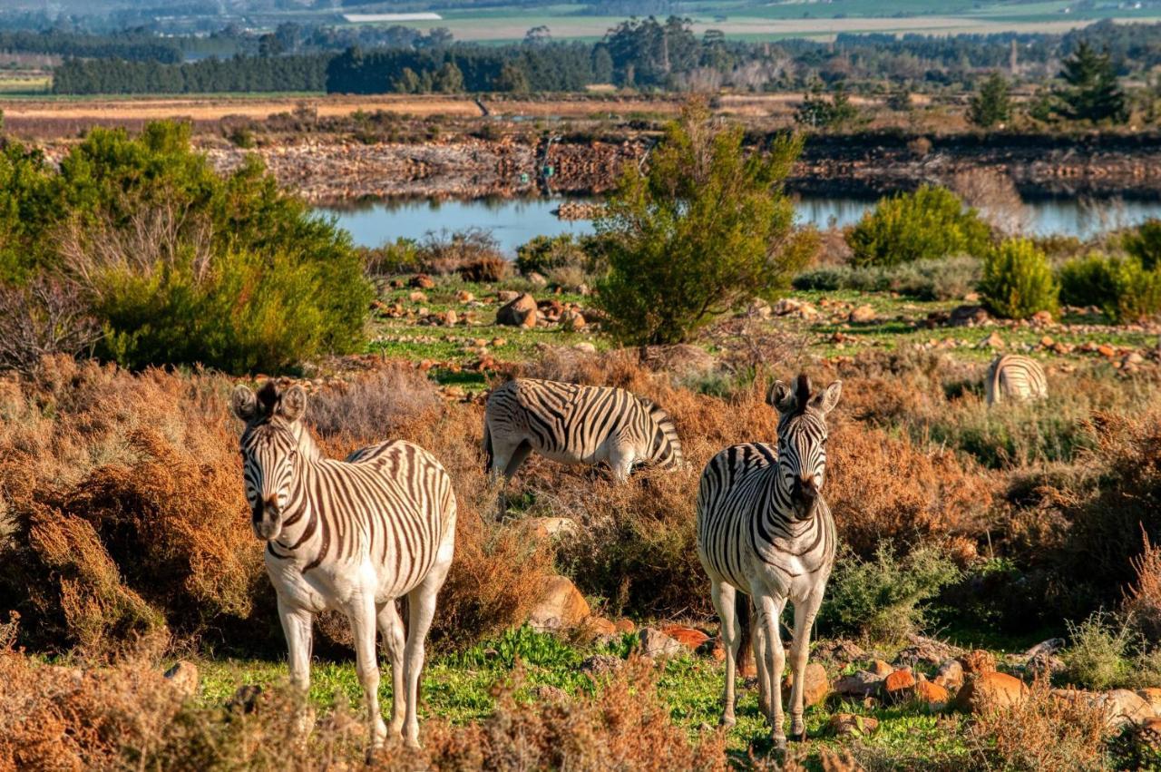 Welbedacht Game & Nature Reserve Tulbagh Buitenkant foto
