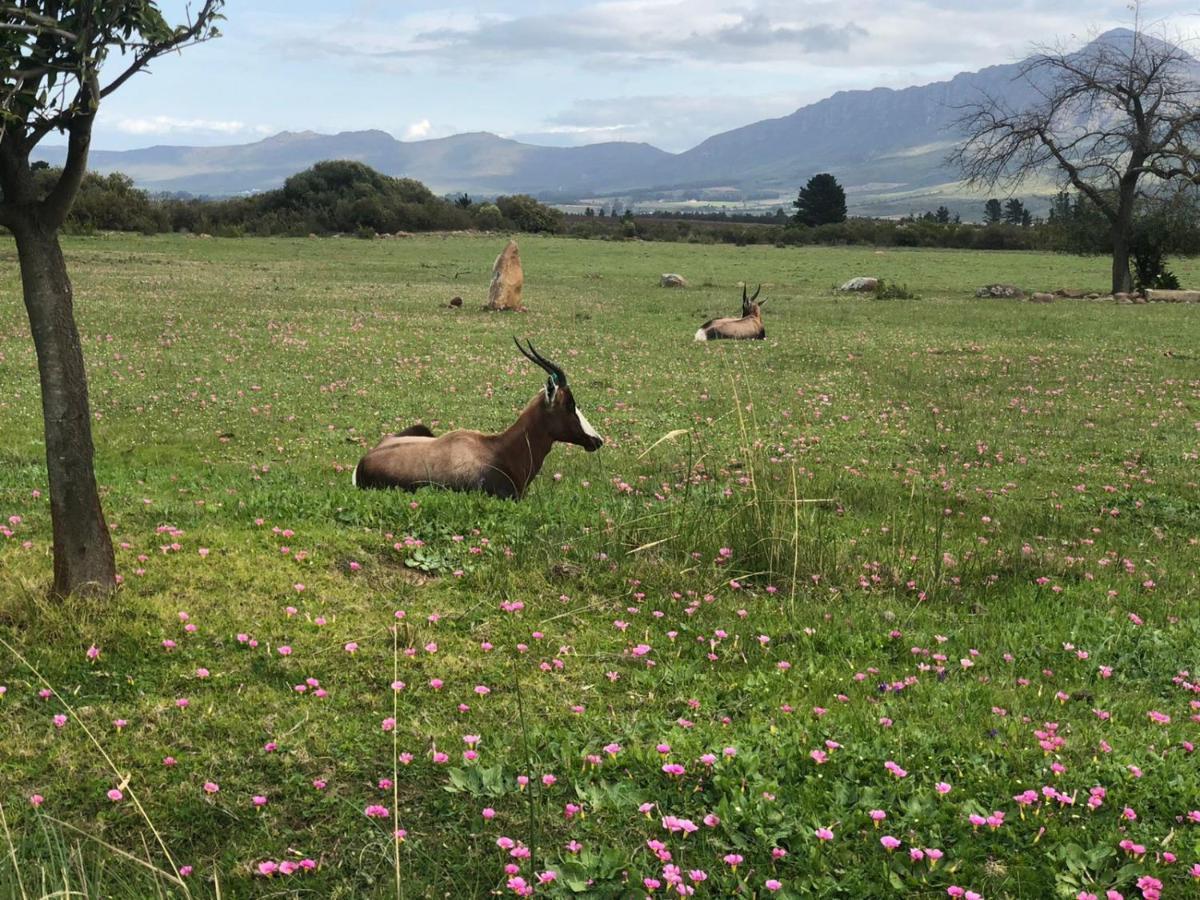 Welbedacht Game & Nature Reserve Tulbagh Buitenkant foto